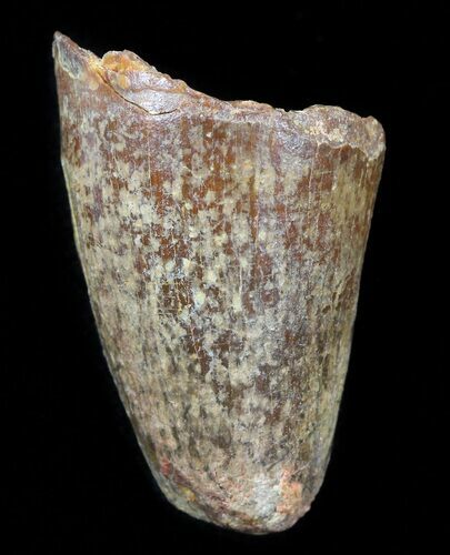 Cretaceous Fossil Crocodile Tooth - Morocco #50235